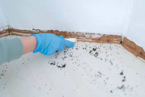 Best Pest Control Treatment  in Burney, CA
